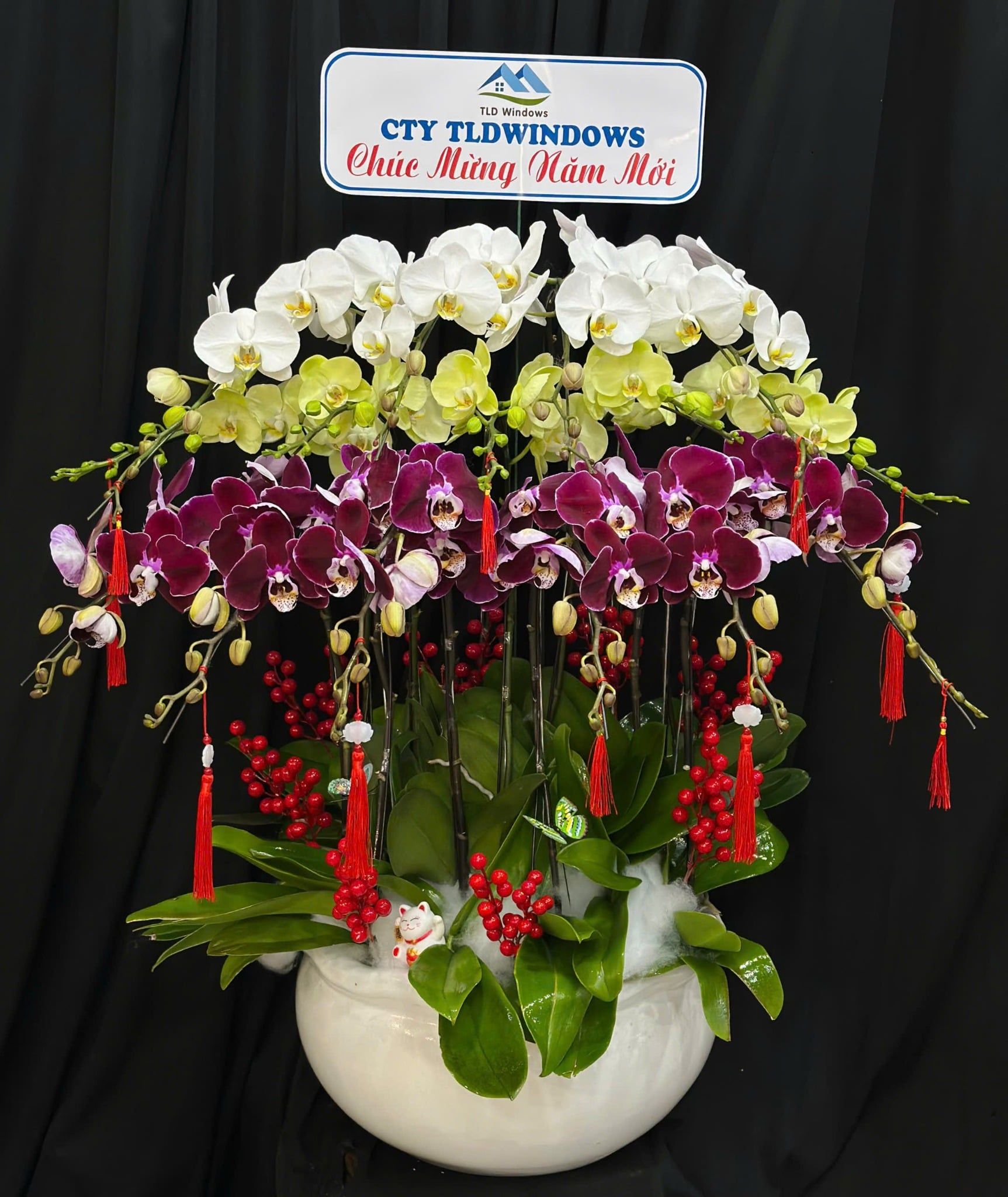  Chậu Lan Hồ Điệp Tam Phúc Vượng Tài  - LHD82 