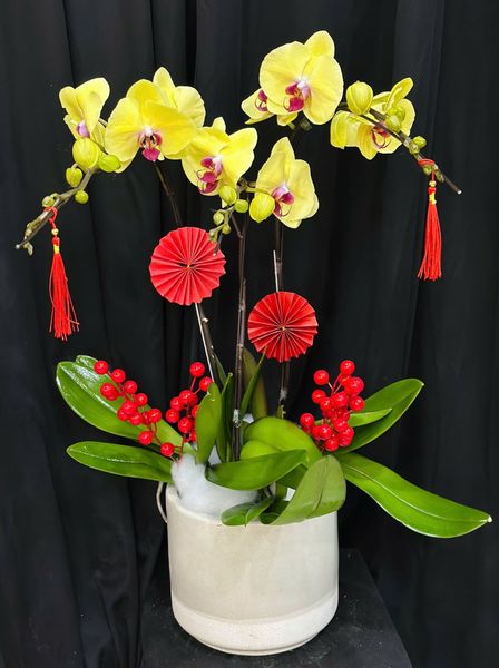 Chậu Lan Hồ Điệp Kim Xuân Cát Tường  - LHD79