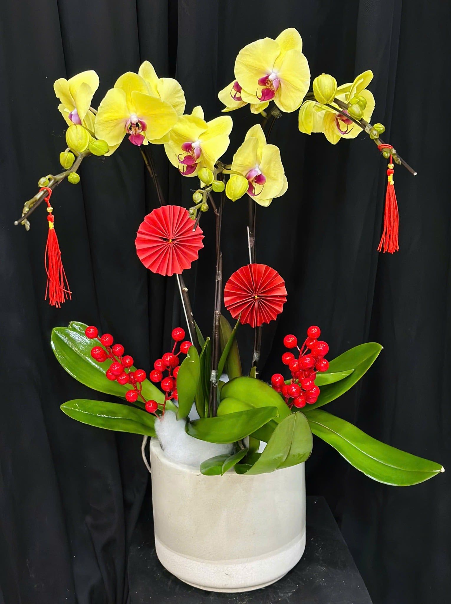  Chậu Lan Hồ Điệp Kim Xuân Cát Tường  - LHD79 