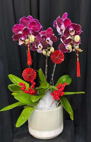 Chậu Lan Hồ Điệp Tử Ngọc Cát Tường  - LHD78