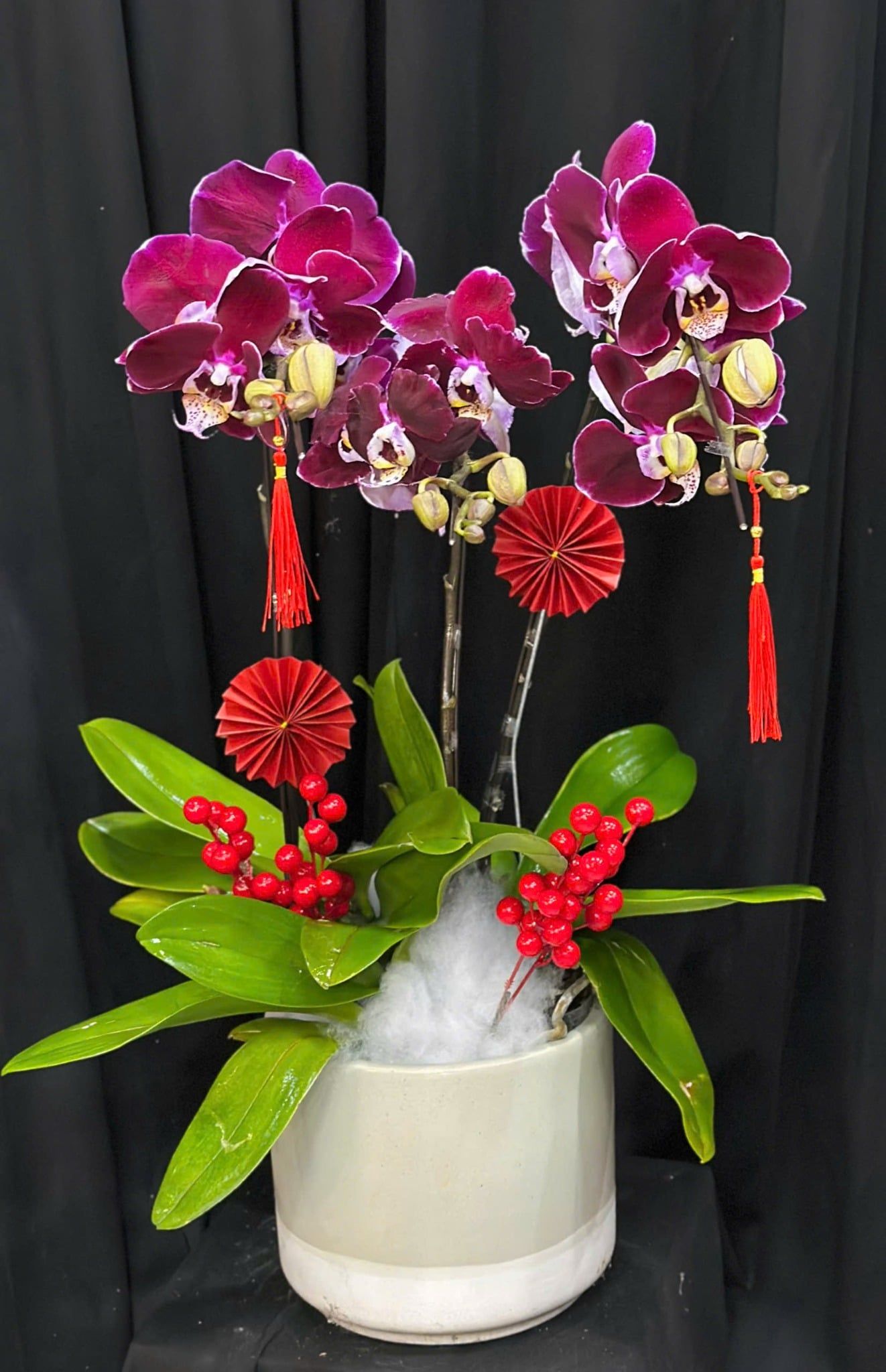  Chậu Lan Hồ Điệp Tử Ngọc Cát Tường  - LHD78 