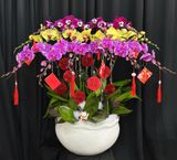  Chậu Lan Hồ Điệp Phúc Xuân Hội Tụ  - LHD77 