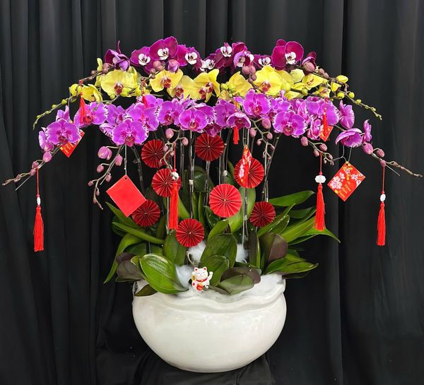 Chậu Lan Hồ Điệp Phúc Xuân Hội Tụ  - LHD77