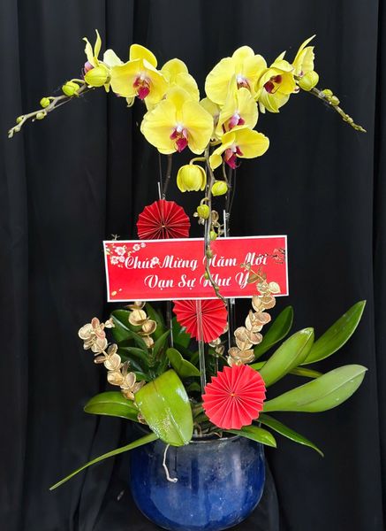 Chậu Lan Hồ Điệp Kim Xuân Như Ý - LHD76