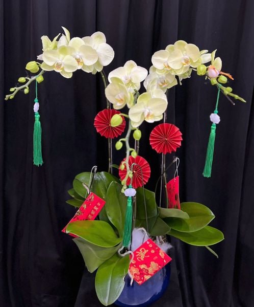 Chậu Lan Hồ Điệp Kim Ngọc Thanh Phúc - LHD75