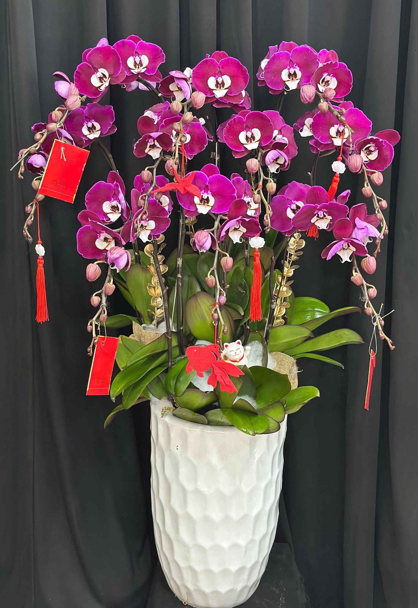  Chậu Lan Hồ Điệp Vạn Phúc Tím Hồng - LHD74 