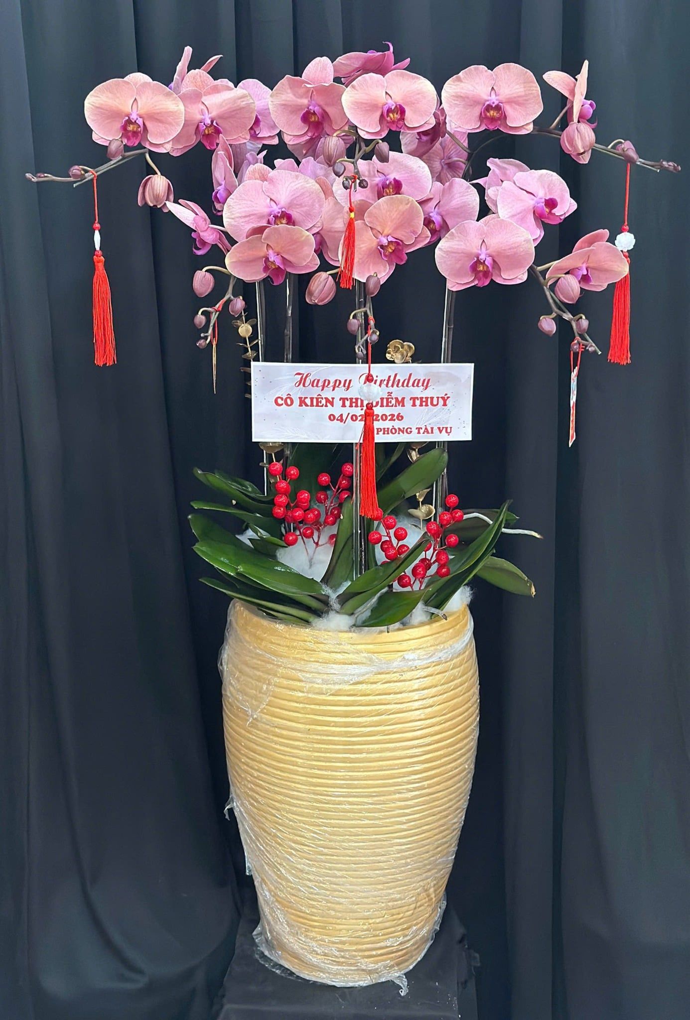  Chậu Lan Hồ Điệp Phấn Ngọc An Nhiên - LHD73 