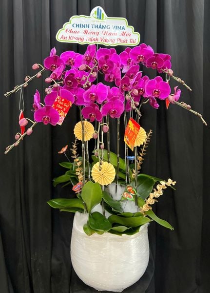 Chậu Lan Hồ Điệp Hồng Vân Khai Lộc - LHD94