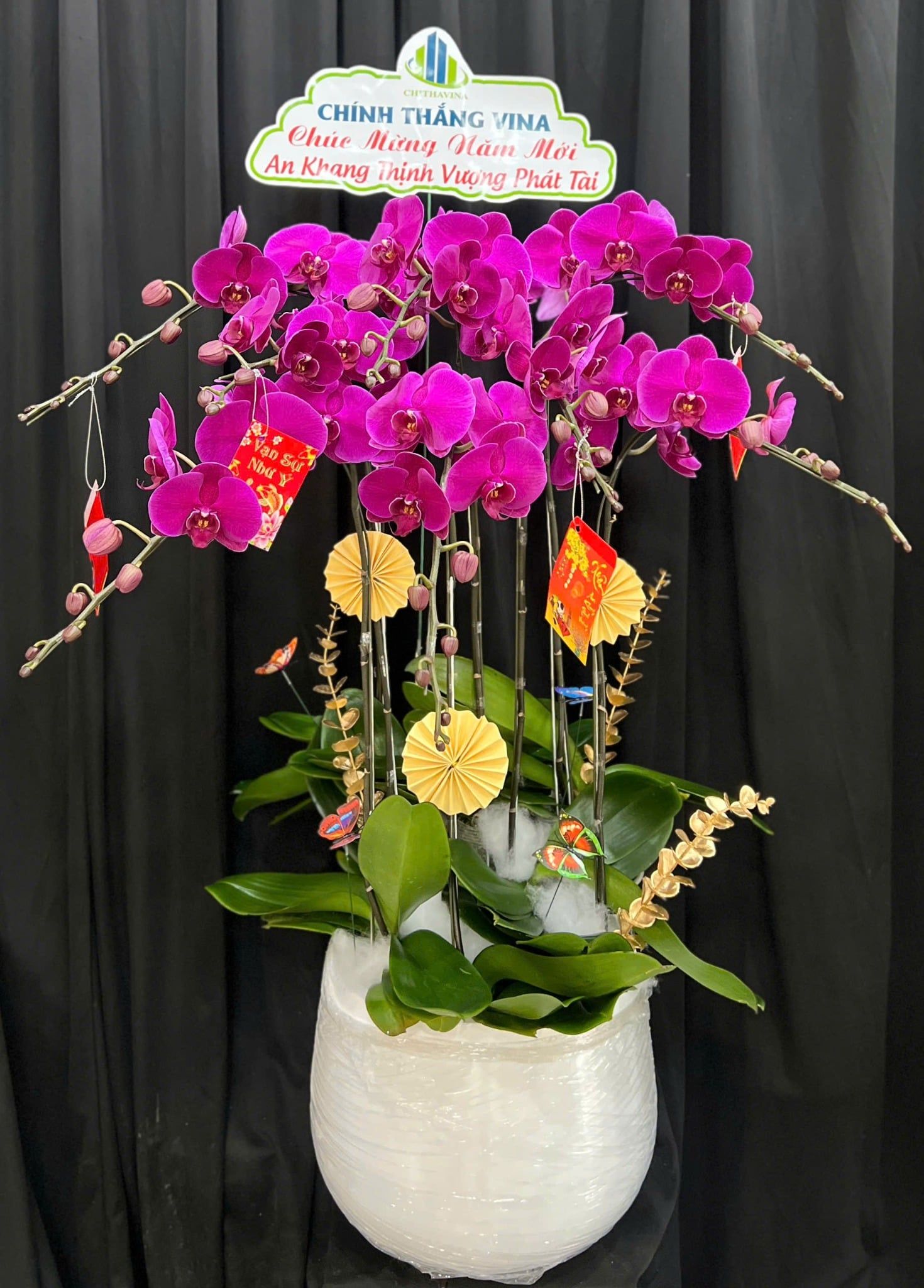  Chậu Lan Hồ Điệp Hồng Vân Khai Lộc - LHD94 