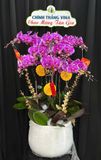  Chậu Lan Hồ Điệp Vân Tím Cát Lộc - LHD95 
