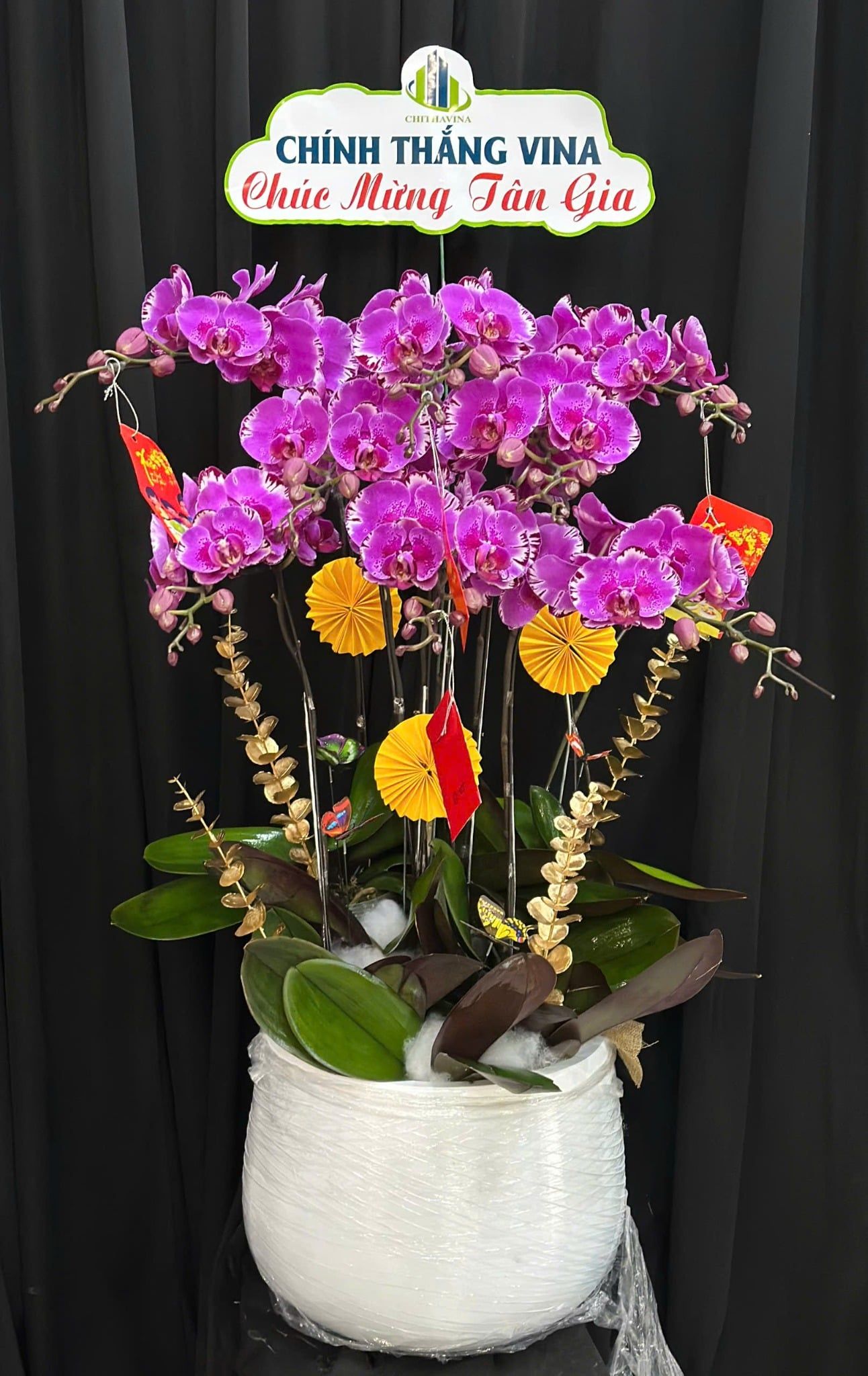  Chậu Lan Hồ Điệp Vân Tím Cát Lộc - LHD95 