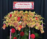  Chậu Lan Hồ Điệp Hoàng Xuân Phát Lộc - LHD93 