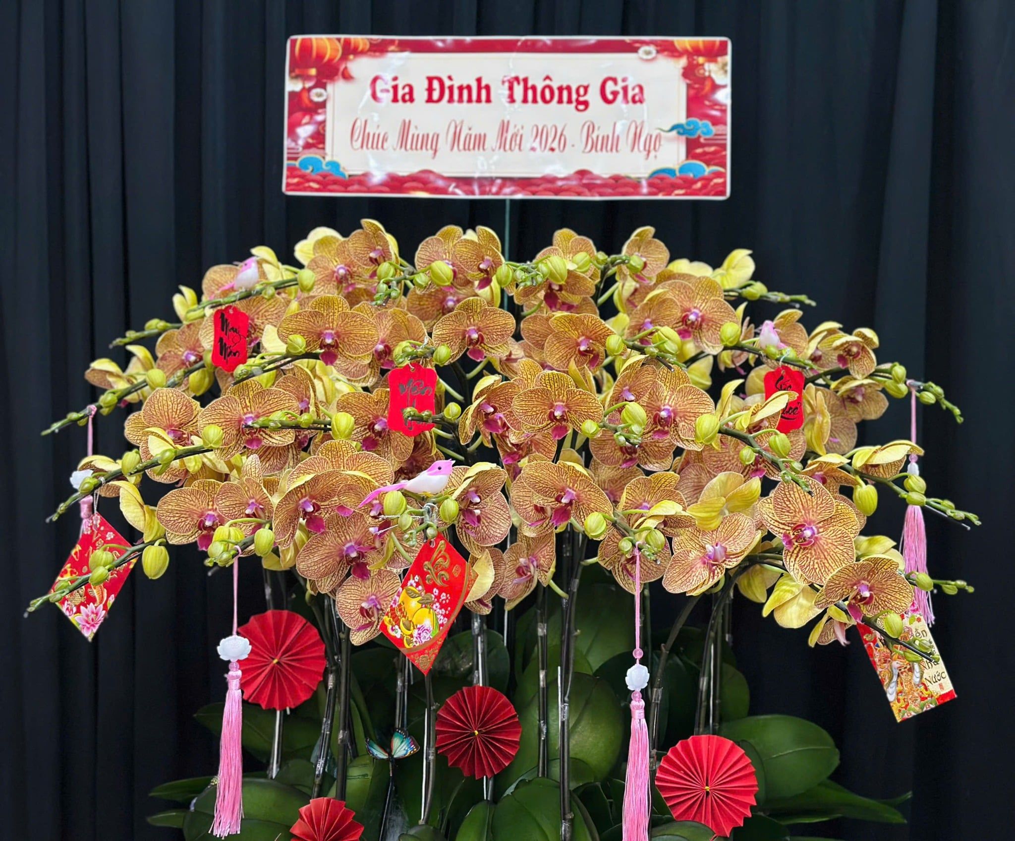  Chậu Lan Hồ Điệp Hoàng Xuân Phát Lộc - LHD93 