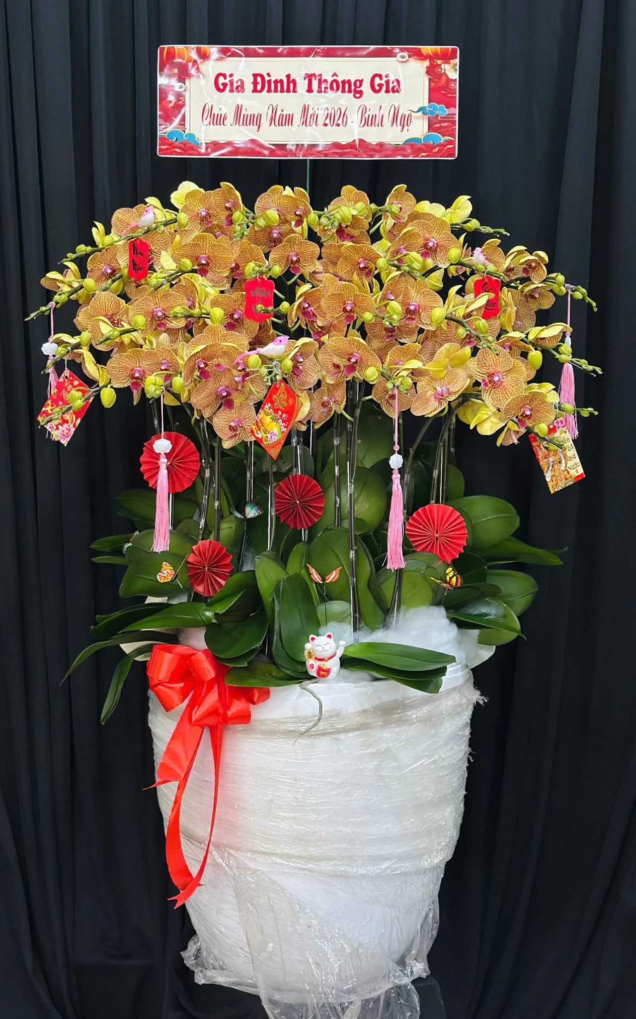  Chậu Lan Hồ Điệp Hoàng Xuân Phát Lộc - LHD93 