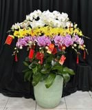  Chậu Lan Hồ Điệp Tam Sắc Cát Tường - LHD92 