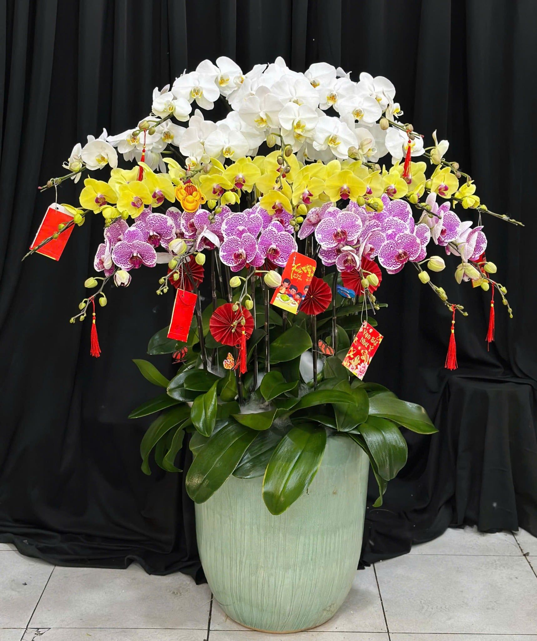  Chậu Lan Hồ Điệp Tam Sắc Cát Tường - LHD92 