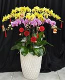  Chậu Lan Hồ Điệp Xuân Vượng Cát Tường - LHD91 