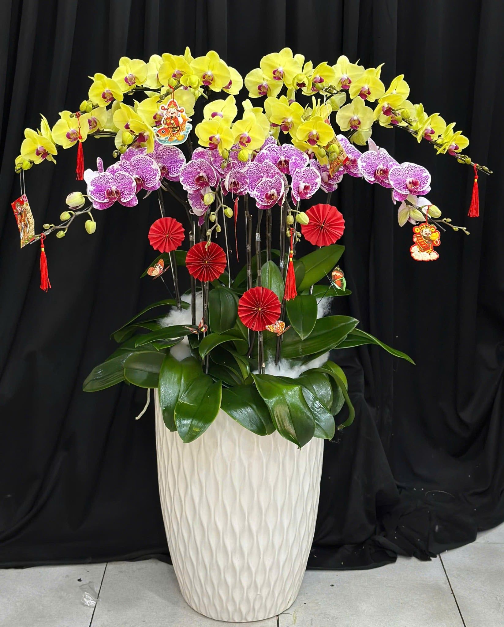  Chậu Lan Hồ Điệp Xuân Vượng Cát Tường - LHD91 