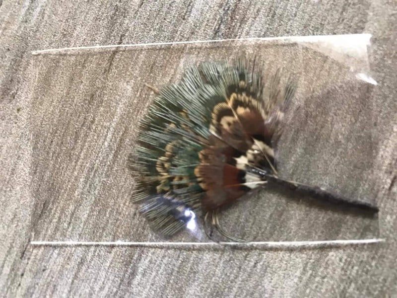  Quạt ông đia mini 