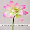 Hoa sen giả hồng