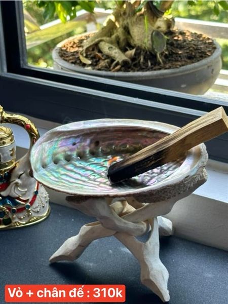  Vỏ Bào Ngư + Chân Gỗ 
