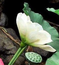  Hoa sen giả trắng 