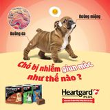  Heartgard (1 viên) - diệt Giun đũa, Giun tròn, Giun tim cho Chó 