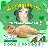  NexGard Combo (1 ống) Nhỏ gáy phòng và trị nội ngoại ký sinh trùng trên Mèo 