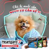  Heartgard (1 viên) - diệt Giun đũa, Giun tròn, Giun tim cho Chó 