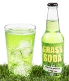  SODA WILLGRASS 