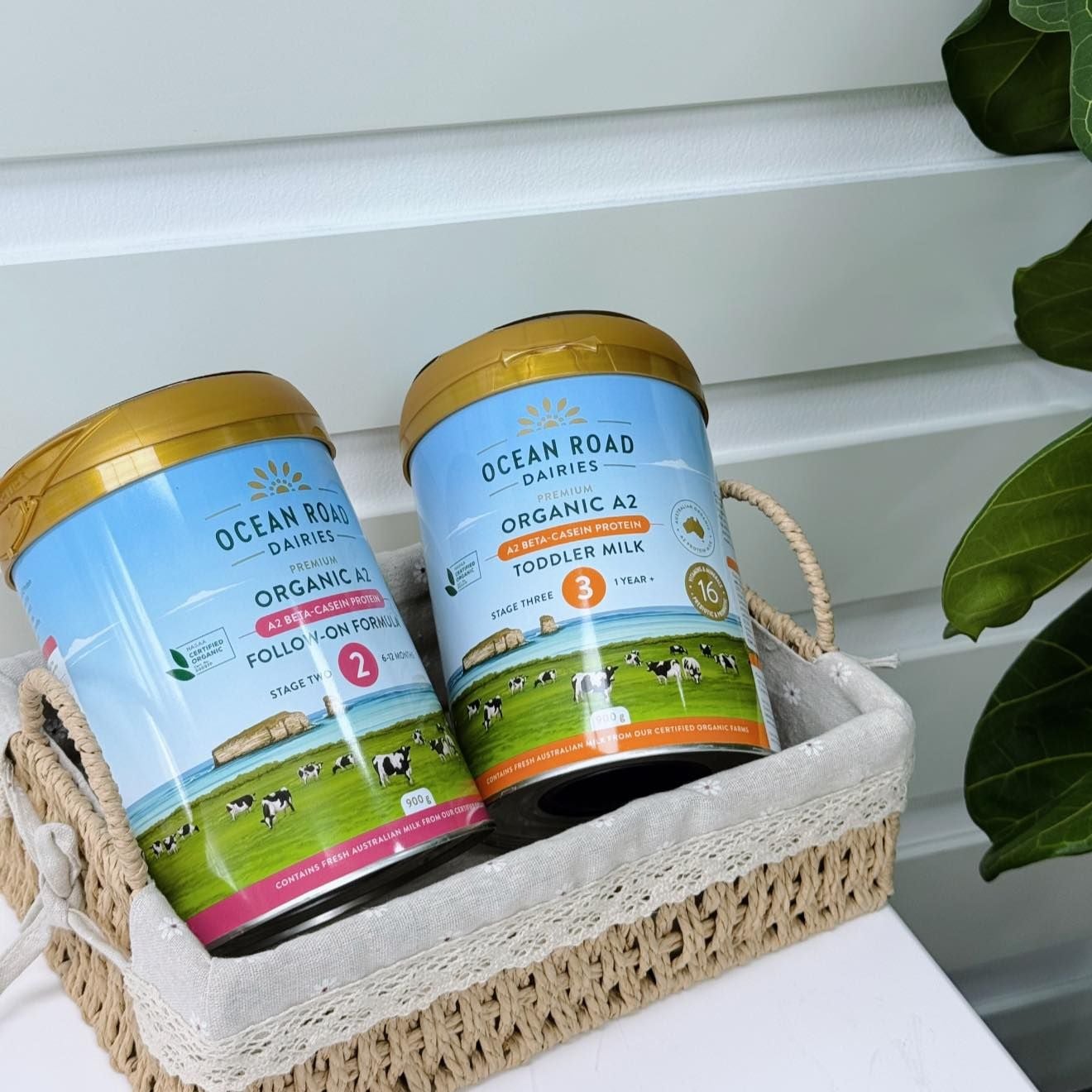  Sữa Ocean Road Dairies Infant Organic A2 Số 2 Cho Bé Từ 6-12 Tháng (900g) 