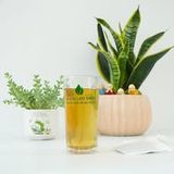  Trà diếp cá cà gai leo 