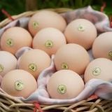  Combo 5 hộp trứng tặng 2 hộp trứng (12 quả/hộp) 