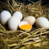  Hộp trứng gà so 12 quả 