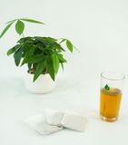  Trà cà gai leo đinh lăng 