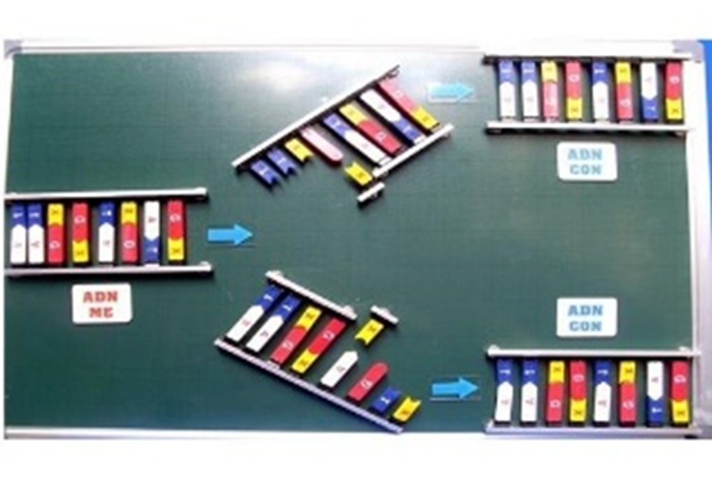  Mô hình nhân đôi ADN 