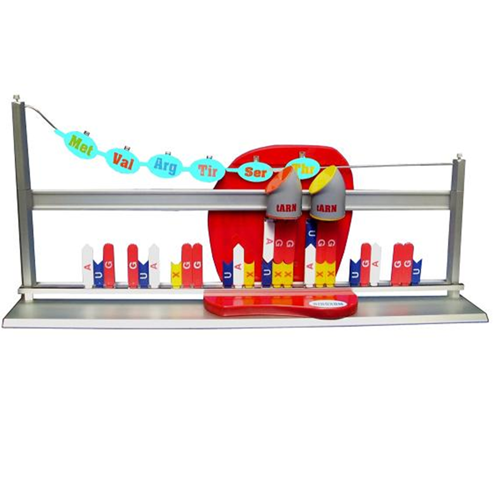  Mô hình tổng hợp Protein 