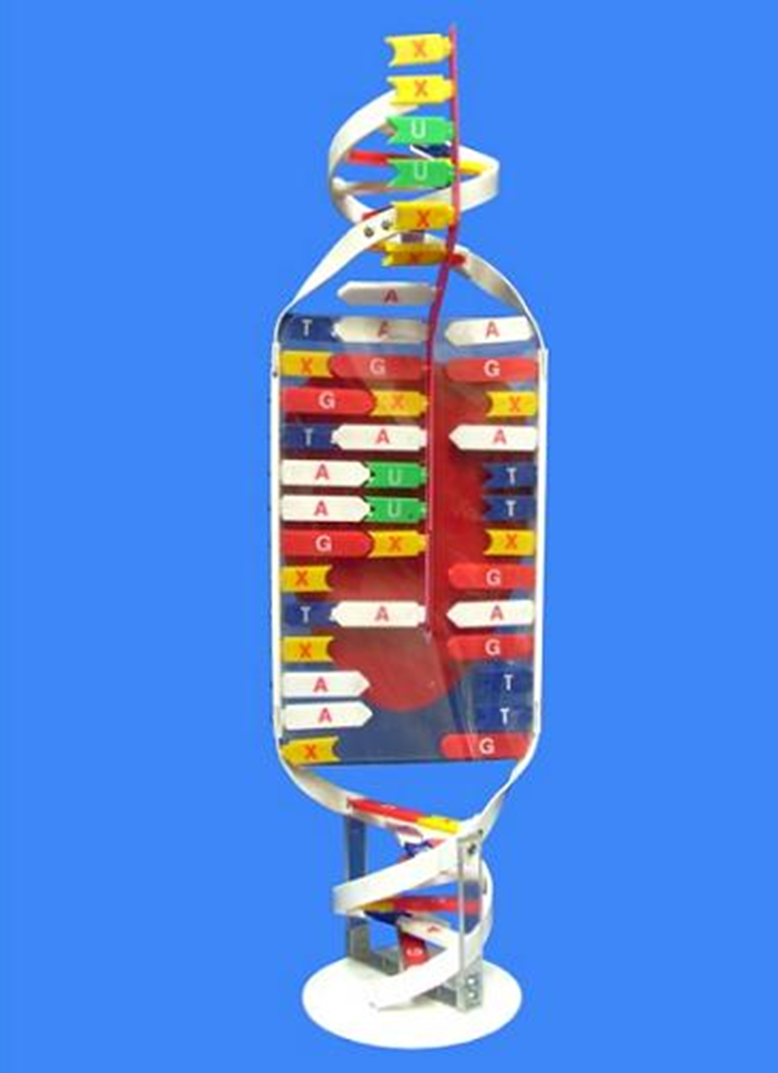  Mô hình tổng hợp ARN 