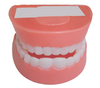  Mô hình hàm răng (lớn) 