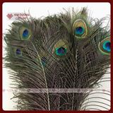  Lông Công Tự Nhiên, Lông Công Phong Thủy [Kim Cương Hỷ Lạc] Nhiều Kích Thước Cầu Tài Lộc 