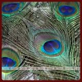  Lông Công Tự Nhiên, Lông Công Phong Thủy [Kim Cương Hỷ Lạc] Nhiều Kích Thước Cầu Tài Lộc 