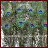  Lông Công Tự Nhiên, Lông Công Phong Thủy [Kim Cương Hỷ Lạc] Nhiều Kích Thước Cầu Tài Lộc 