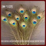  Lông Công Tự Nhiên, Lông Công Phong Thủy [Kim Cương Hỷ Lạc] Nhiều Kích Thước Cầu Tài Lộc 