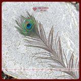  Lông Công Tự Nhiên, Lông Công Phong Thủy [Kim Cương Hỷ Lạc] Nhiều Kích Thước Cầu Tài Lộc 