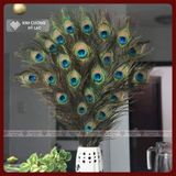  Lông Công Tự Nhiên, Lông Công Phong Thủy [Kim Cương Hỷ Lạc] Nhiều Kích Thước Cầu Tài Lộc 