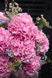 Hộp Hoa cẩm tú cầu Hà Lan - Cheerful Spring