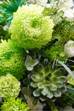 Kệ Hoa Chúc Mừng - Khí Thế Vươn Cao
