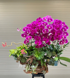 Chậu Lan hồ điệp - Cát Khánh Vẹn Toàn