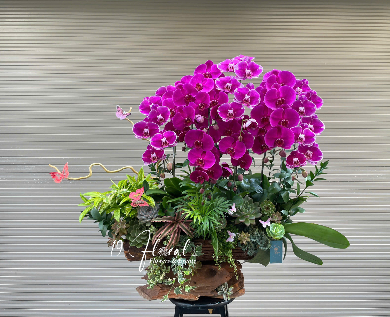 Chậu Lan hồ điệp - Cát Khánh Vẹn Toàn