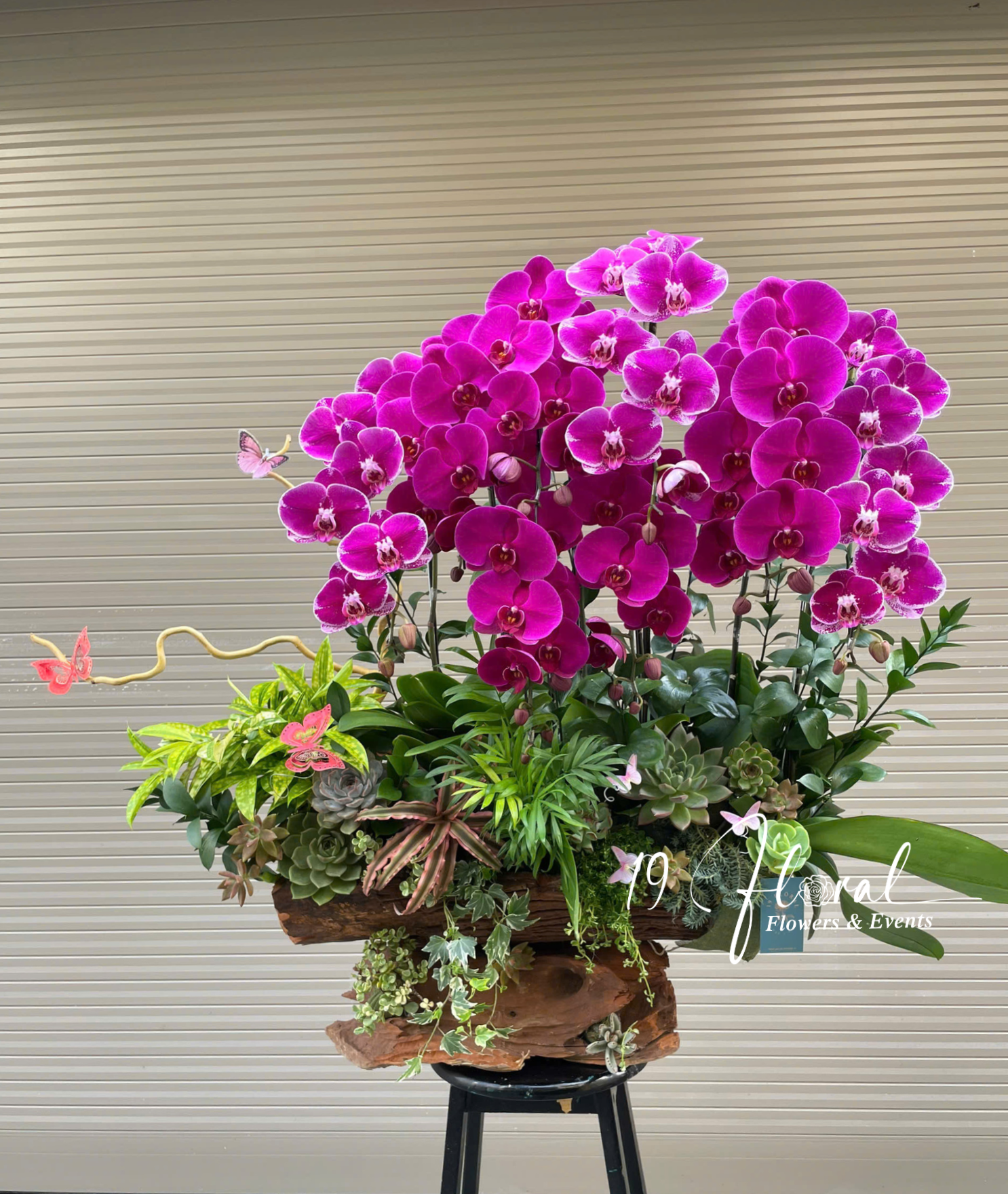 Chậu Lan hồ điệp - Cát Khánh Vẹn Toàn